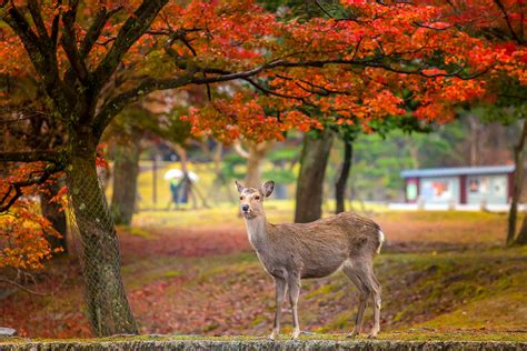 奈良公園要玩多久，時間的長短是否影響鹿的心情？